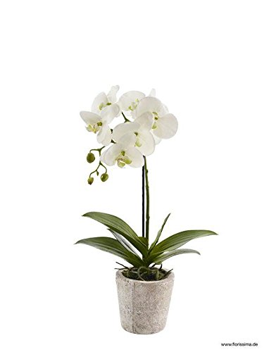 Künstliche Orchidee im Topf - Dekoration Kunstorchidee - Weiße Blüten & Grüne Knospen - Naturgetreue & Hochwertige Phalaenopsis/Dekoorchidee - Höhe: 50cm - Topfpflanze/Dekopflanze von Klocke Kunstpflanzen