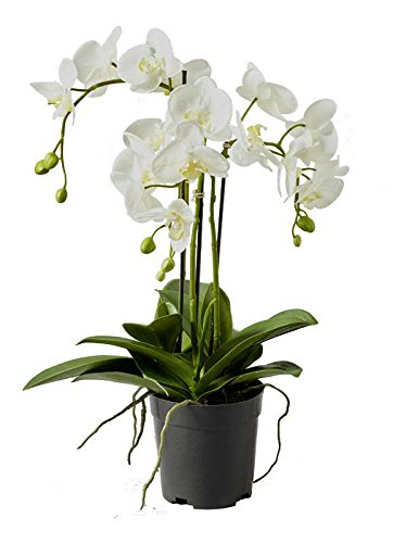 Künstliche Orchidee im Topf - Dekoration Kunstorchidee - Weiße Blüten & Grüne Knospen - Naturgetreue & Hochwertige Phalaenopsis/Dekoorchidee - Höhe: 55cm - Topfpflanze/Dekopflanze von Klocke Kunstpflanzen