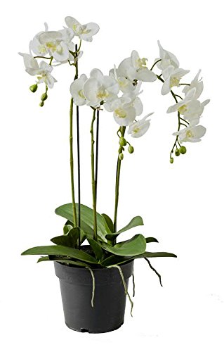Künstliche Orchidee im Topf - Dekoration Kunstorchidee - Weiße Blüten & Grüne Knospen - Naturgetreue & Hochwertige Phalaenopsis/Dekoorchidee - Höhe: 70cm - Topfpflanze/Dekopflanze von Klocke Kunstpflanzen