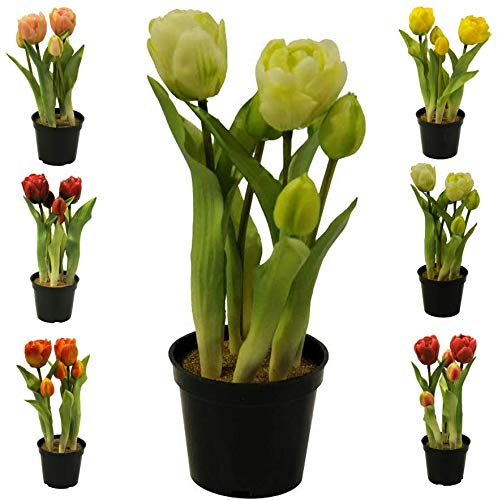 Künstliche & Realistische Tulpe im Topf – Höhe: 26cm - Große Auswahl - Hochwertig & Gefühlsecht - Kunstpflanze (Creme, Offene Blüten) von Klocke Kunstpflanzen