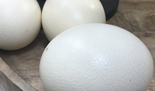 Klocke Osterdekoration Hochwertiges Natur Straußenei - Elfenbein Weiß - 1 Stück - Höhe: 15cm / Ø 13cm - Das Original aus Südafrika - Geeignet zum Dekorieren Klocke Osterdekoration Hochwertiges Natur Straußenei - Elfenbein Weiß - 1 Stück - Höhe: 15cm / Ø 13cm - Das Original aus Südafrika - Geeignet zum Dekorieren von Klocke Osterdekoration