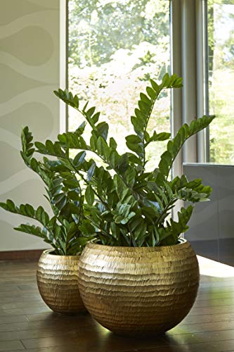 Runder Pflanzkübel Metallic - Fiberglas - Mit Einsatz – Hochwertig & Besondere Struktur - Indoor – Metallisch Pflanzgefäß (2er Set: Ø 60cm & 40cm, Gold) von Klocke Pflanzgefäße