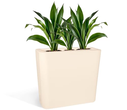 Kloris Hocher, rechteckiger moderner Blumentopf für Hecke und Zaun Modell Blog Farbe Creme 70 x 30 cm Höhe 70 cm von Kloris