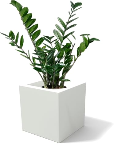 Kloris Würfelgefäß quadratisch ELLENICO 25 Polyethylen Farbe Weiß Gesamtes Fassungsvermögen 25 x 25 cm Höhe und Tiefe 25 cm von Kloris