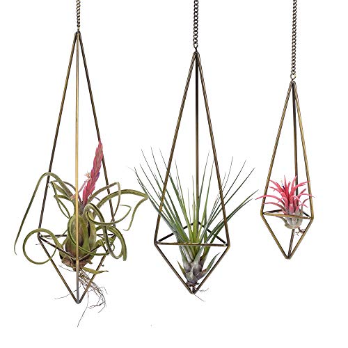 KnikGlass 3er Set Hängender Luftpflanzenhalter, Geometrische Pflanzenhänger, Metall Luftpflanzen Halter Wohnkultur für Tillandsia Luftpflanzen Decke oder Wanddekos (3 Größe, Bronze) von KnikGlass