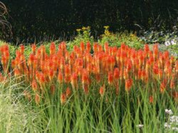 Fackellilie Pyromania 'Backdraft', Kniphofia Pyromania 'Backdraft', Topfware von Kniphofia Pyromania 'Backdraft'