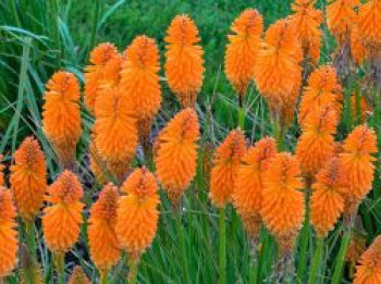 Fackellilie Pyromania 'Orange Blaze', Kniphofia Pyromania 'Orange Blaze', Topfware von Kniphofia Pyromania 'Orange Blaze'