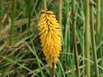 Fackellilie 'Banana Popsicle' ®, Kniphofia uvaria 'Banana Popsicle' ®, Topfware von Kniphofia uvaria 'Banana Popsicle' ®