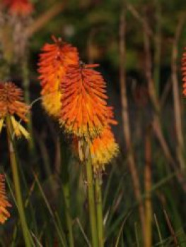 Fackellilie 'Ember Glow', Kniphofia uvaria 'Ember Glow', Topfware von Kniphofia uvaria 'Ember Glow'