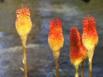 Fackellilie 'Flamenco', Kniphofia uvaria 'Flamenco', Containerware von Kniphofia uvaria 'Flamenco'