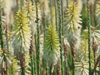 Fackellilie 'Ice Queen', Kniphofia uvaria 'Ice Queen', Topfware von Kniphofia uvaria 'Ice Queen'