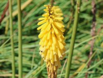 Fackellilie 'Lemon Popsicle' ®, Kniphofia uvaria 'Lemon Popsicle' ®, Topfware von Kniphofia uvaria 'Lemon Popsicle' ®
