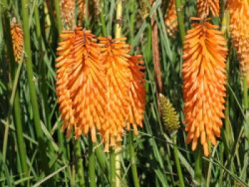 Fackellilie 'Mango Popsicle' ®, Kniphofia uvaria 'Mango Popsicle' ®, Topfware von Kniphofia uvaria 'Mango Popsicle' ®