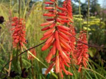 Fackellilie 'Nancy's Red', Kniphofia uvaria 'Nancy's Red', Topfware von Kniphofia uvaria 'Nancy's Red'