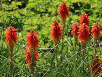 Fackellilie 'Papaya Popsicle' ®, Kniphofia uvaria 'Papaya Popsicle' ®, Topfware von Kniphofia uvaria 'Papaya Popsicle' ®