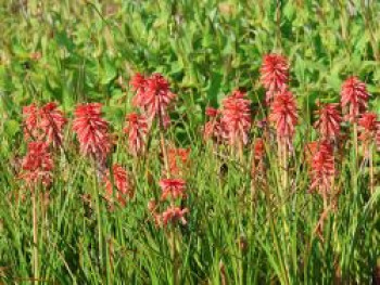 Fackellilie 'Poco Red', Kniphofia uvaria 'Poco Red', Containerware von Kniphofia uvaria 'Poco Red'