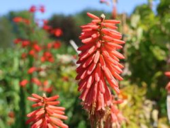 Fackellilie 'Red Hot Popsicle' ®, Kniphofia uvaria 'Red Hot Popsicle' ®, Topfware von Kniphofia uvaria 'Red Hot Popsicle' ®