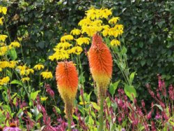Fackellilie 'Royal Castle', Kniphofia uvaria 'Royal Castle', Topfware von Kniphofia uvaria 'Royal Castle'