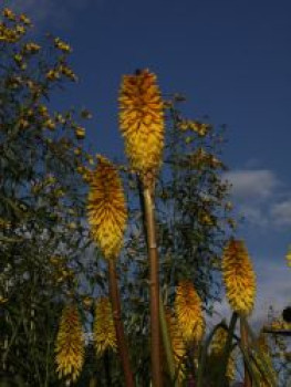 Fackellilie 'Wrexham Buttercup', Kniphofia uvaria 'Wrexham Buttercup', Topfware von Kniphofia uvaria 'Wrexham Buttercup'