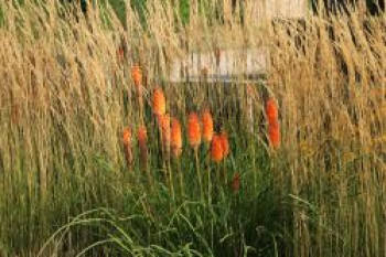 Frühblühende Fackellilie, Kniphofia x praecox, Topfware von Kniphofia x praecox