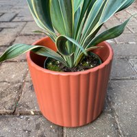 Mehrfarbiger Runder Gerippter Topf - Keramik 15 cm Catcher Pot Ton Einzigartig Premium Material Modern Topfpflanzer Niedlich Geschenkidee von KnottyPlantsStudio