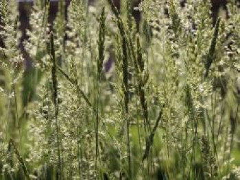 Blaues Schillergras, Koeleria glauca, Containerware von Koeleria glauca