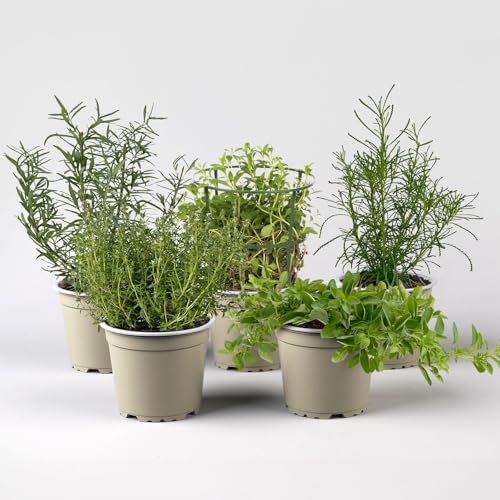 Bio Grillkräuter-Set, 5 Pflanzen, Topf-Ø 12cm Bio Grillkräuter-Set, 5 Pflanzen, Topf-Ø 12cm von Kölle Bio