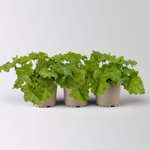 Bio Purpurglöckchen 'Apple Twist', rot bis apfelgrün, Topf-Ø 12 cm, 3 Stück von Kölle Bio