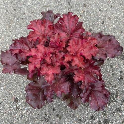 Bio Purpurglöckchen 'Boysenberry', rotlaubig, Topf-Ø 12 cm, 3 Pflanzen von Kölle Bio