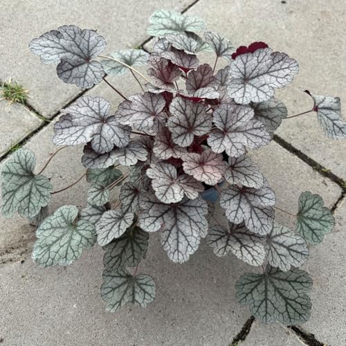 Bio Purpurglöckchen 'Sugar Frosting', platin, Topf-Ø 12 cm, 3 Pflanzen von Kölle Bio