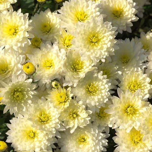 Bio Winteraster weiß, Topf-Ø 11 cm, 3er-Set Bio Winteraster weiß, Topf-Ø 11 cm, 3er-Set von Kölle Bio