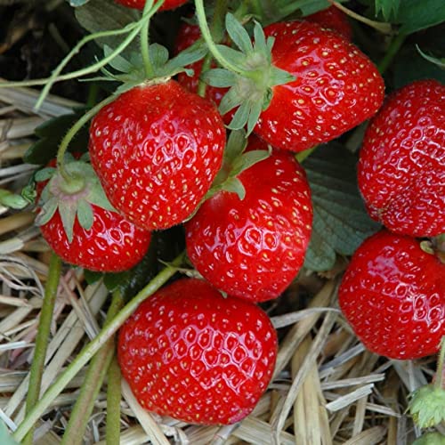 Kölle Bio Erdbeere Hummi® 'Gento', 3er-Set, zweimaltragend, 12 cm Topf von Kölle Bio