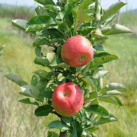 Kölle Bio Säulenapfel 'Rondo'Ⓢ, Unterlage MM 111, Topf 10 Liter von Kölle Bio