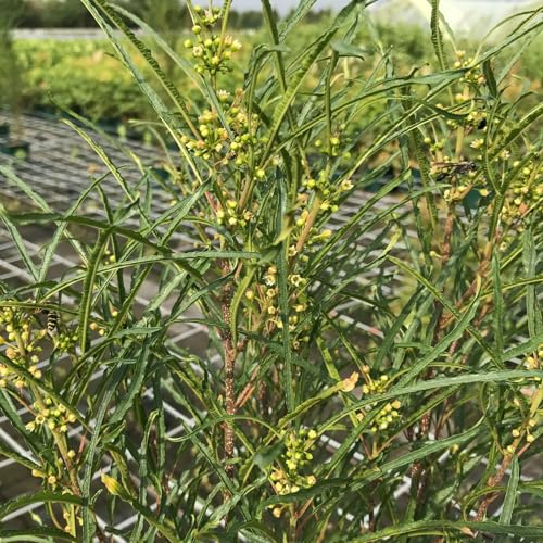 Säulen-Faulbaum, Rhamnus frangula 'Fine Line'®, grün, Topf 5 Liter von Kölle Bio
