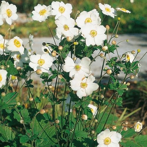 Anemone japonica (Herbst-Anemone) 'Whirlwind' weiß, 3 Liter Topf von Kölle's Beste!