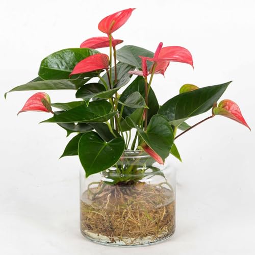 Anthurie 'Water Roots' rosa in Glasvase 12cm Ø, ohne Erde von Kölle's Beste!