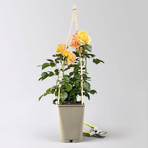 Beetrose „Hansestadt Rostock®“ - apricotfarben blühende ADR-Topfrose im 5 L Topf - frisch aus der Gärtnerei - Pflanzen-Kölle Gartenrose von Kölle's Beste!
