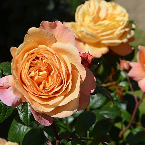 Duftende Edelrose 'Capri'®, orange-aprikot, Topf 5 Liter von Kölle's Beste!