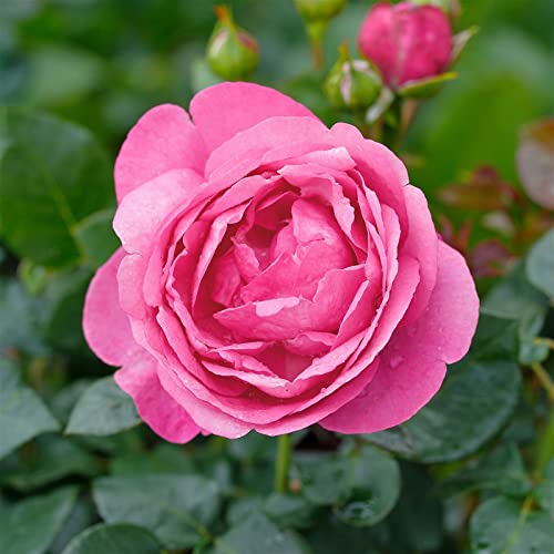 Duftende Edelrose 'Desirée®', rosa, Topf 5 Liter von Kölle's Beste!