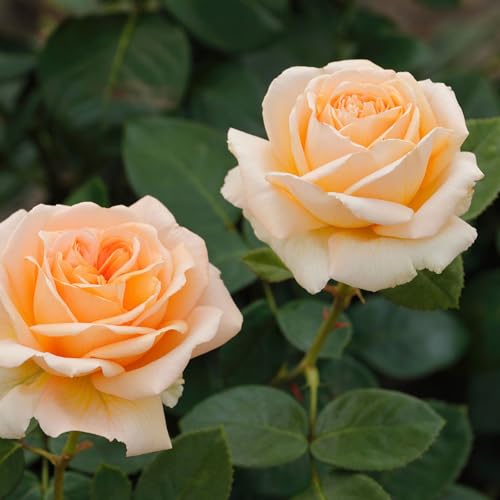 Duftende Edelrose 'Lady Capri'®, apricot, Topf 5 Liter von Kölle's Beste!