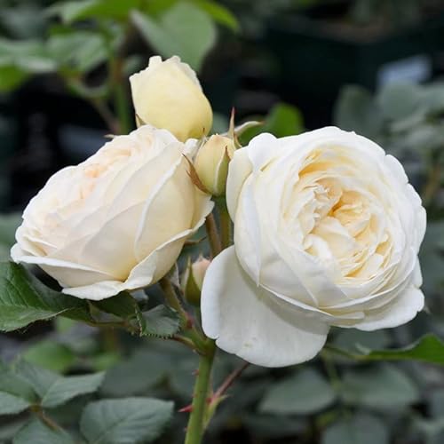 Strauchrose „Artemis" (Premium) - cremeweiß blühende winterharte Topfrose im 6 L Topf mit Anis-Duft von Kölle's Beste!