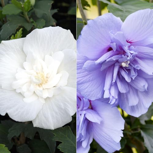 Duo-Gartenhibiskus 'Blue Chiffon®' und 'White Chiffon®', blau + weiß, 5 lt. Topf von Kölle's Beste!