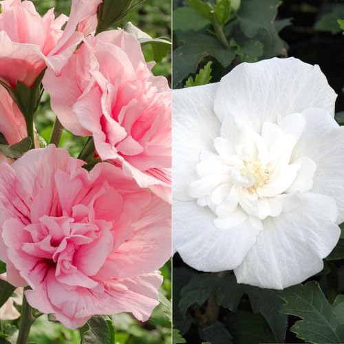 Duo-Gartenhibiskus 'White Chiffon®' und 'Pink Chiffon®', weiß + pink, 5 lt. Topf von Kölle's Beste!