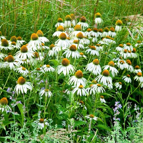 Echinacea purpurea 'Alba' weiß, Topf 3 Liter von Kölle's Beste!