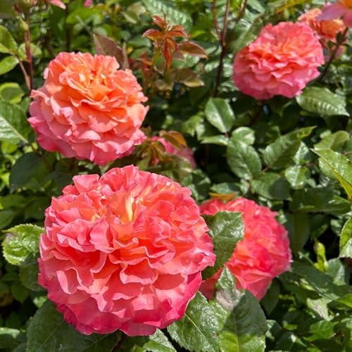 Edelrose 'Augusta Luise®' ist eine rose-apricotfarbene, öfterblühende Gartenrose mit unvergleichlich intensivem Duft. Im 6 Liter Topf. 4er-Set von Kölle's Beste!