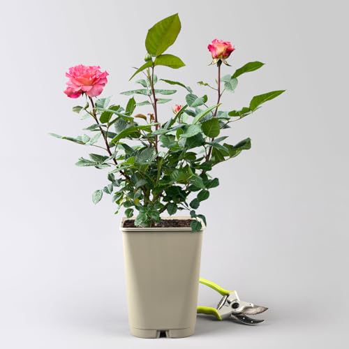 Edelrose 'Augusta Luise®' ist eine rose-apricotfarbene, öfterblühende Gartenrose mit unvergleichlich intensivem Duft. Im 6 Liter Topf. von Kölle's Beste!
