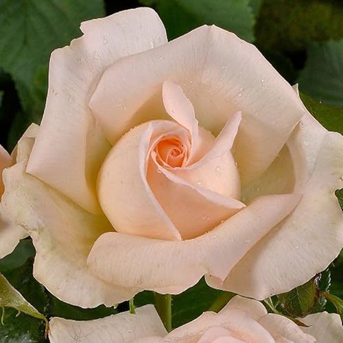 Edelrose 'Chandos Beauty ®' ist eine creme-apricot bis zartrosafarbene, öfterblühende Gartenrose mit intensivem Duft. Im 6 Liter Topf. von Kölle's Beste!