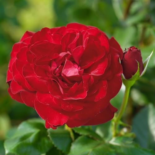 Edelrose 'Marlene®', rot, Topf 5 Liter von Kölle's Beste!