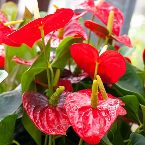 Flamingoblume 'Royal Red Champion', rot, Topf-Ø 12 cm, Höhe ca. 35 cm Flamingoblume 'Royal Red Champion', rot, Topf-Ø 12 cm, Höhe ca. 35 cm von Kölle's Beste!
