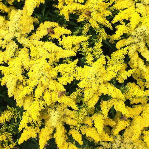 Goldrute 'Sweety' gelb, Höhe 60-80 cm, Topf 3 Liter von Kölle's Beste!